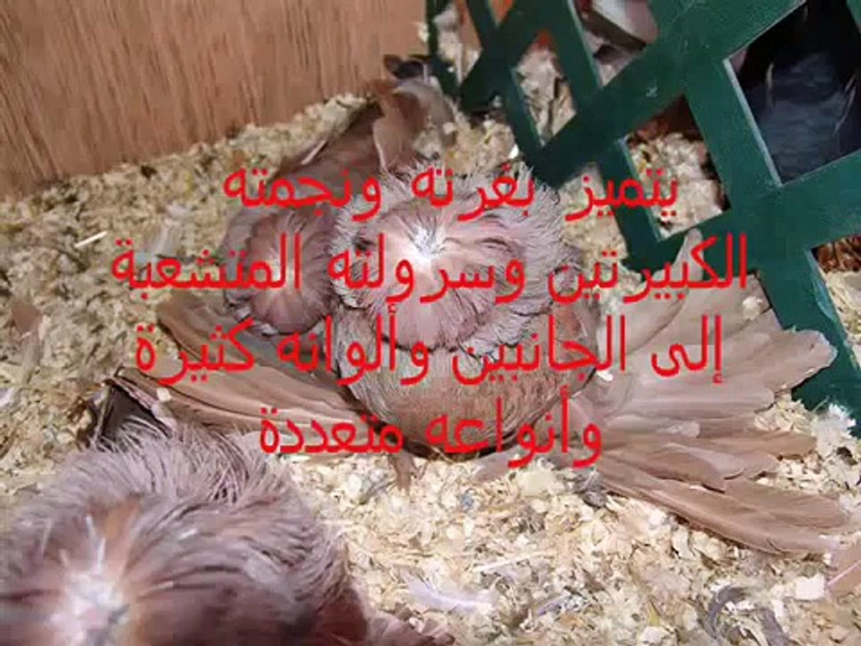 معلومات عن بعض الحمام.wmv