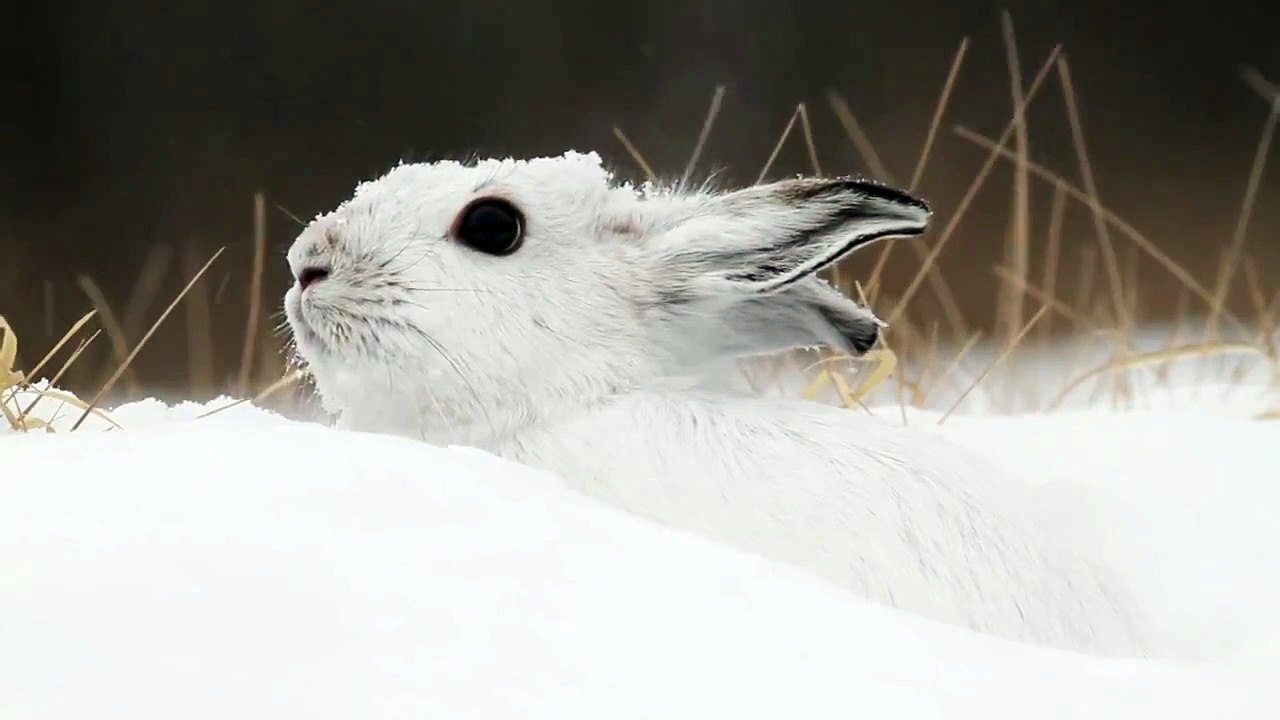 Snowshoe Hare HD 720p