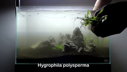 Setting up Nature Aquarium Aquascape, Iwagumi 4A