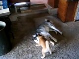 Shiba Inu and Siberian Husky puppies fight
