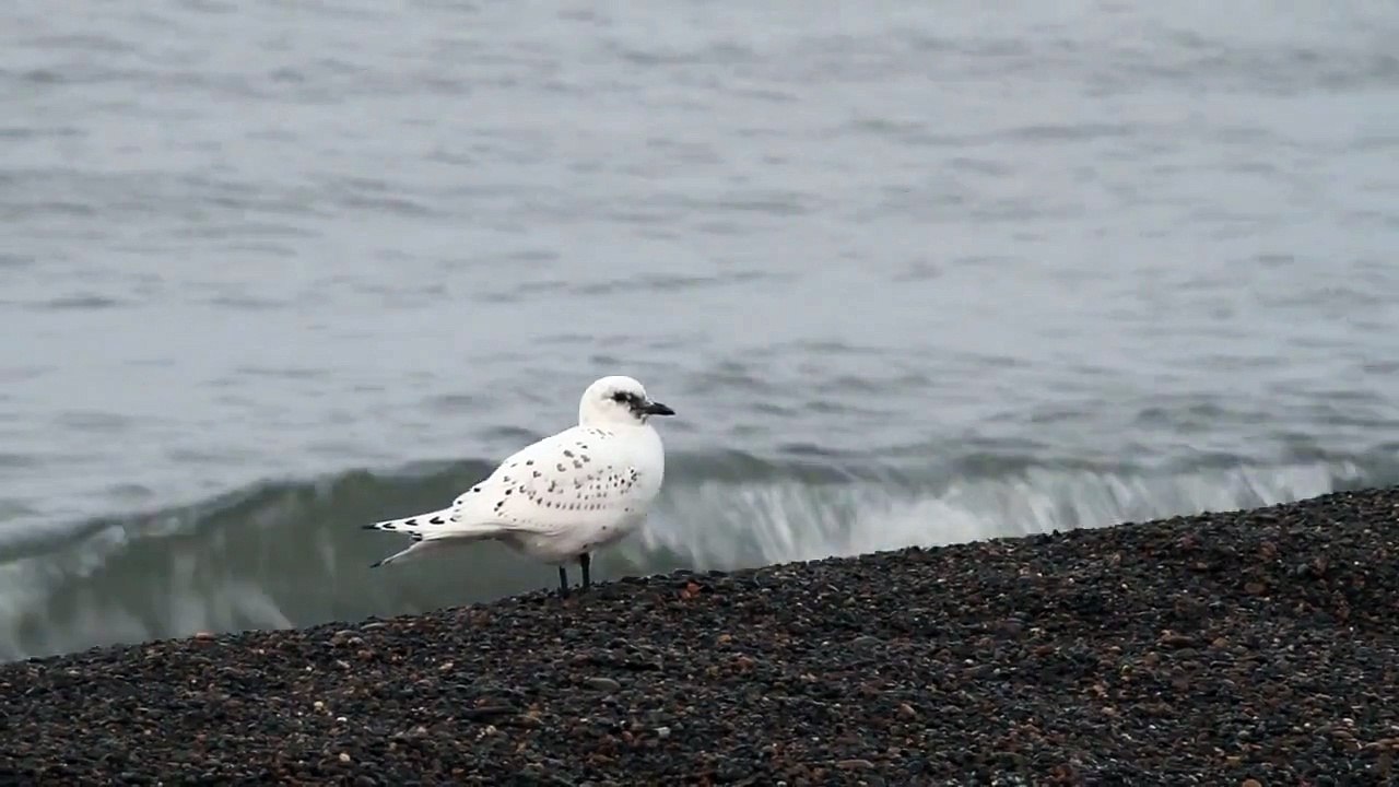 Ivory Gull at Barrow, Alaska
