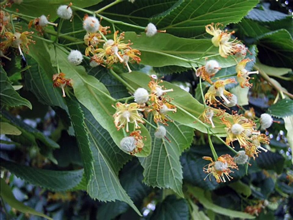 Bijelo Dugme - Lipe cvatu