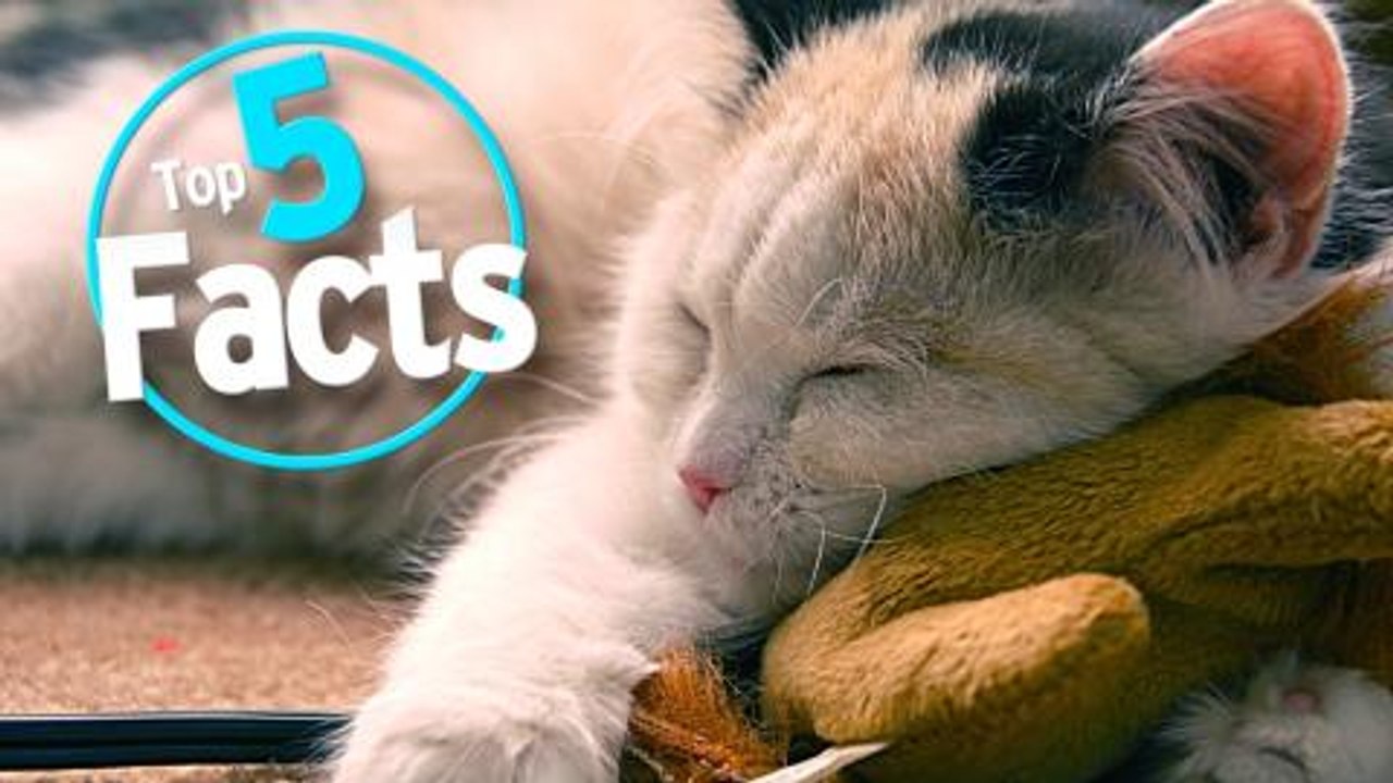 Top 5 Fascinating Facts about Sleep