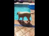 Crazy and Talented Dog