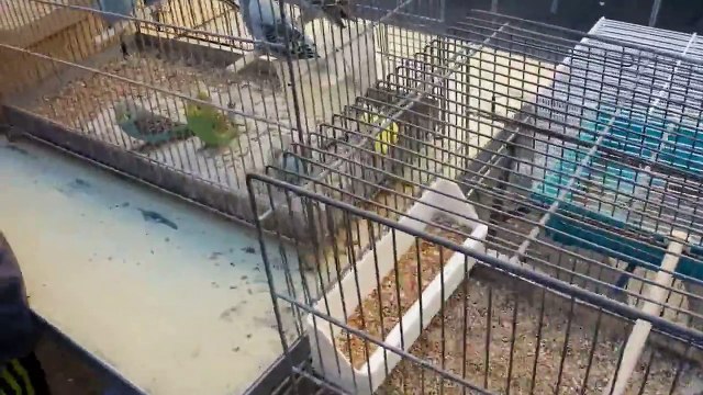 trafic de chardonnerets au marché aux puces de Marseille