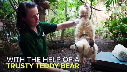 Baby Sloth Loves His Teddy Bear