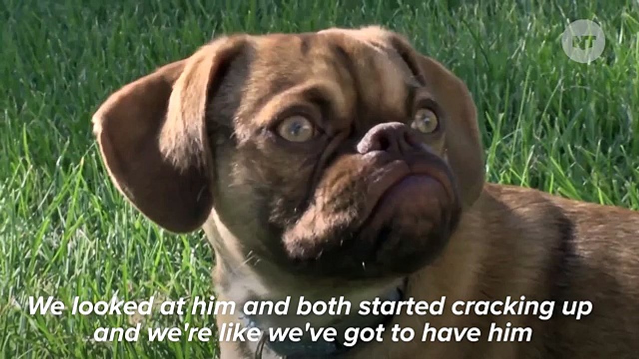 Meet Earl, The Grumpy Dog Taking Over Grumpy Cat