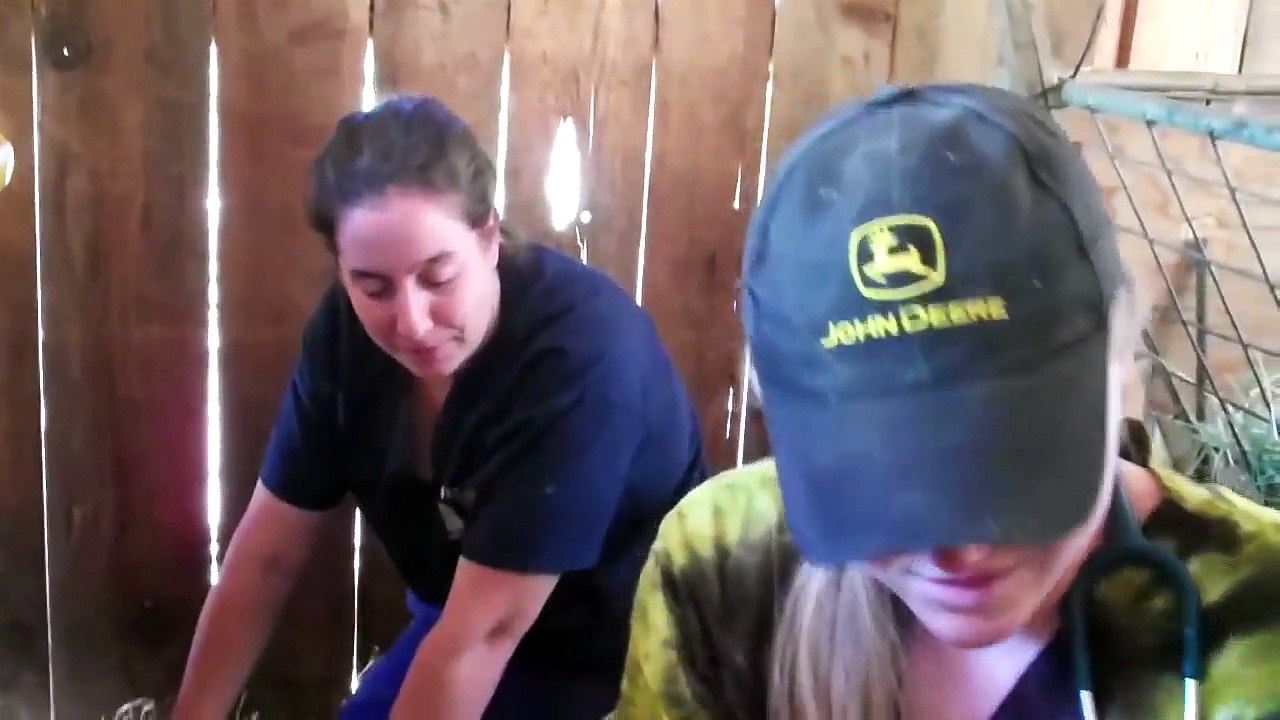 Simon the goat gets castrated