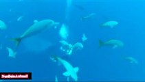Salvataggio dello squalo balena