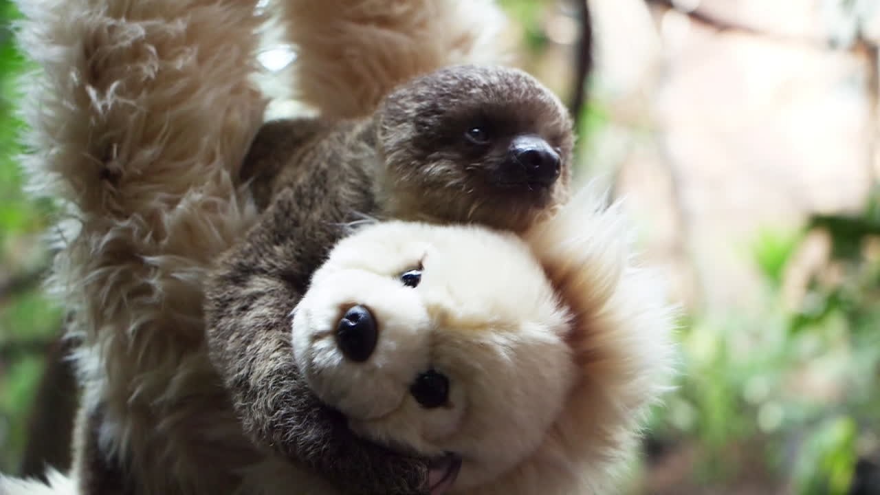 ぬいぐるみを母親と思い込むかわいすぎるナマケモノの赤ちゃん