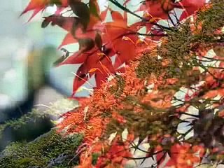 Vocalise (Rachmaninov)