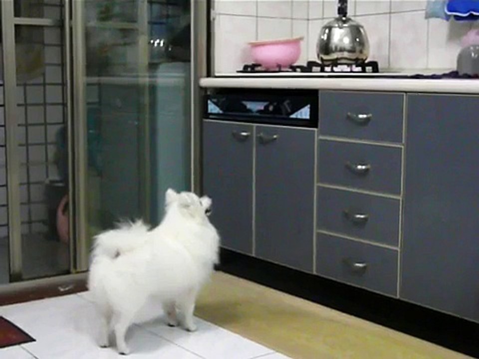 狐狸犬Yuki 看家婆--燒開水篇2