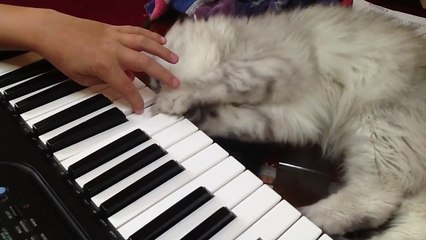 No More Piano Lessons for Kitty. Persian Cat Purrcy Does Not Want to Hear Music Any More.