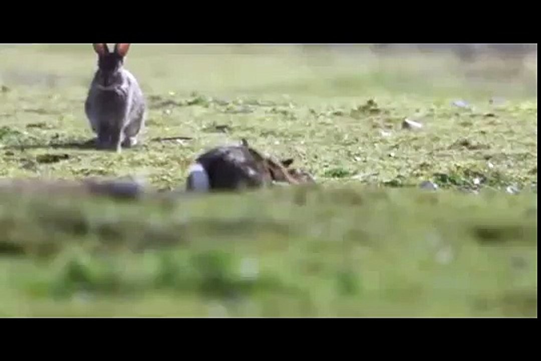 Dying Bunny Cry