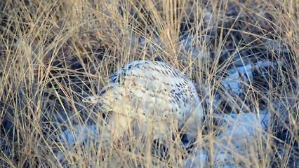 Snowy Owl eats Duck