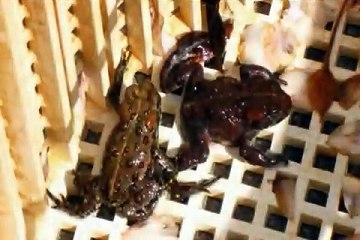 2009 05 26 Western Toad Tadpoles in Derby Reach Park
