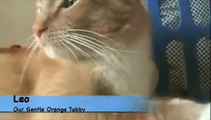 Great Cats for Adoption-Friends of Animals L.A. Shelter