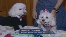 Especialistas ensinam a cuidar dos animais no inverno