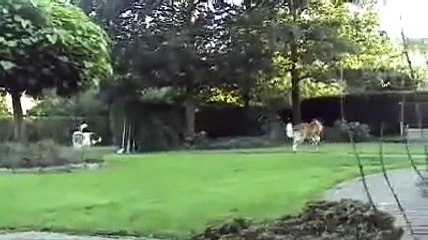 Bernhardiner-Zucht vom Kloster Ohrbeck
