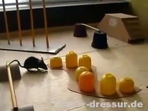 Ngưỡng mộ chuột thông minh vượt chướng ngại vật-Yume TTNV