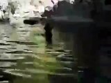 Pig Rescues Baby Goat From Drowning in Water | Funny Videos | Whatsapp videos | talkindiaTV