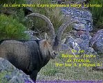 Machos monteses y cabras en celo en Batuecas Peña de Francia (Salamanca) I