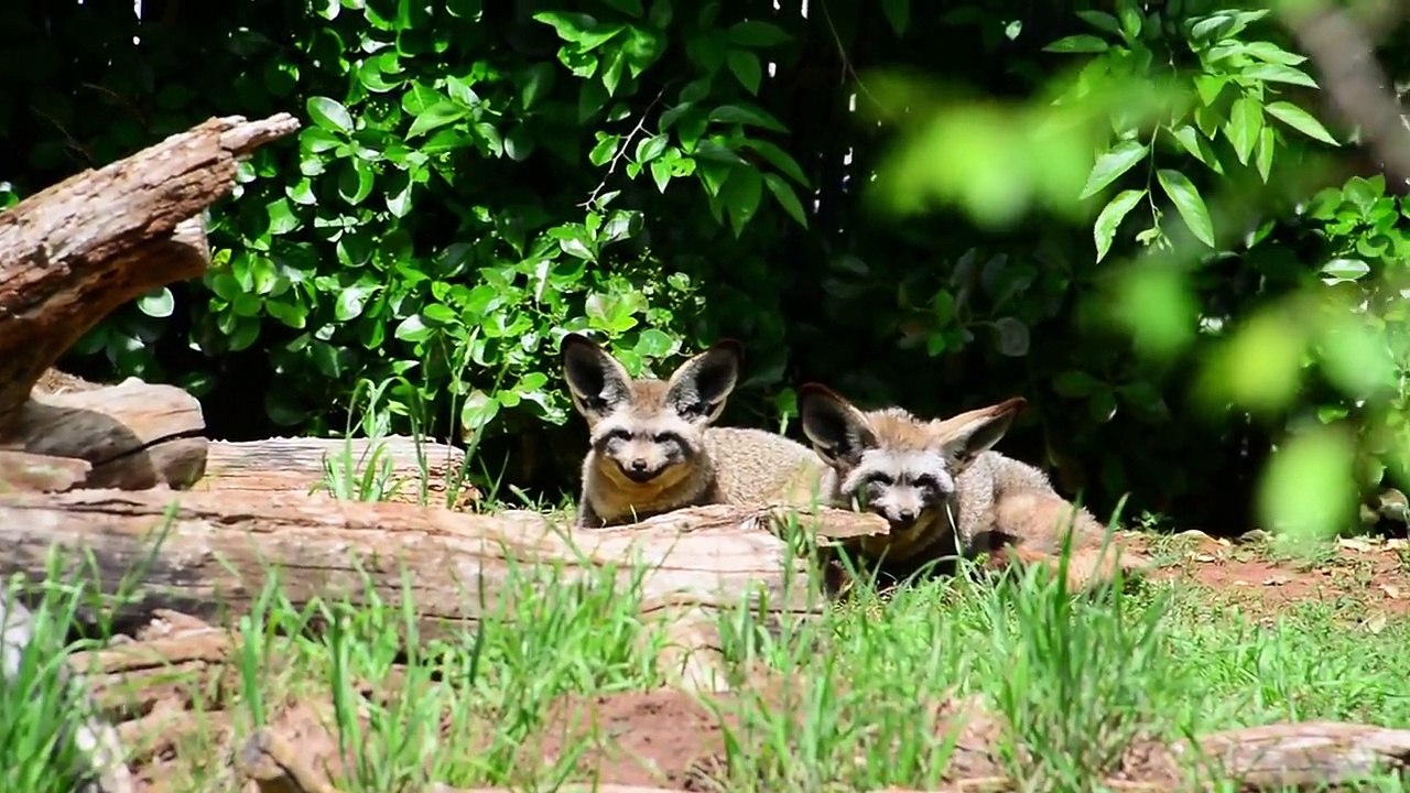 Cute Zoo Animals Baby Animals Giraffe Zebra Elephant Bear Tiger Gorilla Owl Rhino Kinder Playtime