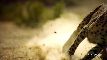 Çita - Dünyanın en hızlı hayvanlarından bir tanesi!