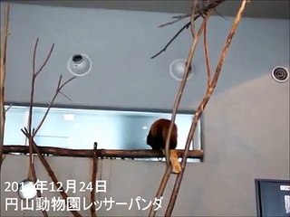 渡り木の難関を行くホクト☆円山動物園レッサーパンダ
