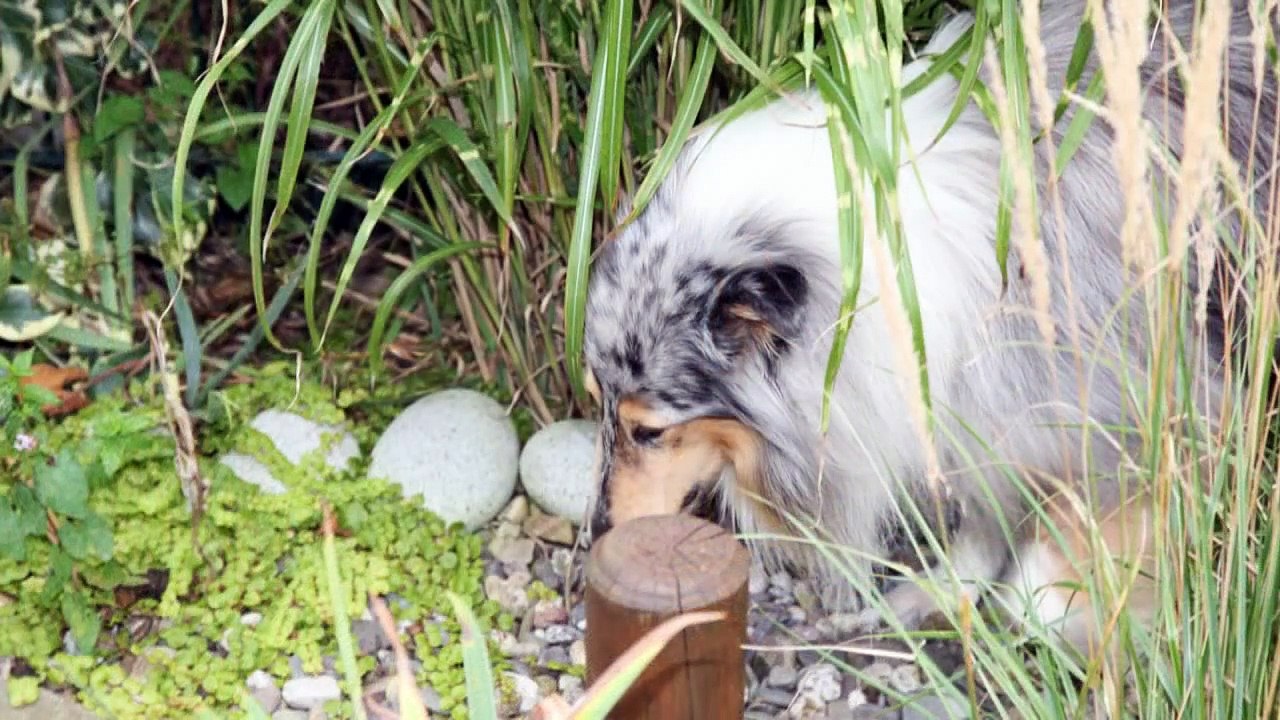 My Rough Collie Jojo - Upgrade 2011 / 2