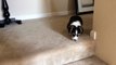 Corgi puppy going down stairs