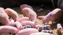 1000 Tiere - Der Fleischkonsum eines Deutschen