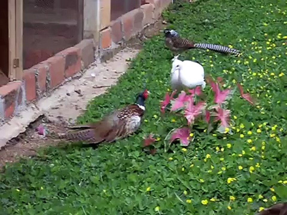 PAVO REAL BLANCO VS FAISAN COMUN