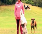 Funny Dog Video - Australian Shepherd Plays Football aka Soccer