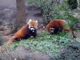 lesser pandas/red pandas