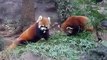 lesser pandas/red pandas