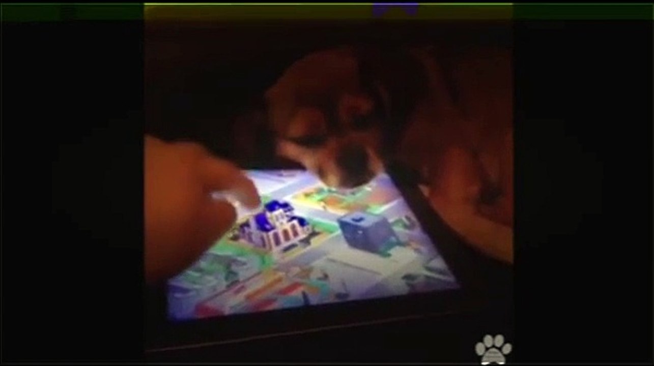 Best Funny cats getting scared and jumping - top 10 Funny cats 2015 - Funny cats