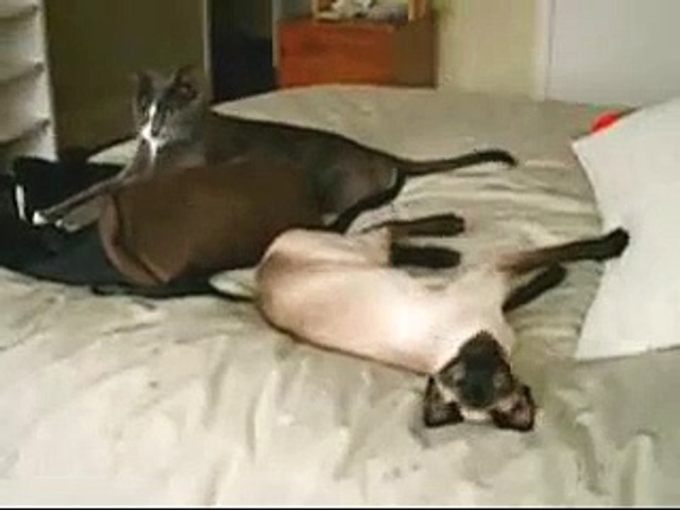 Cats Playing