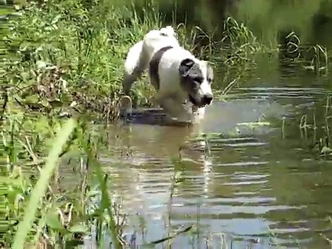Щенок САО. Купаемся.
