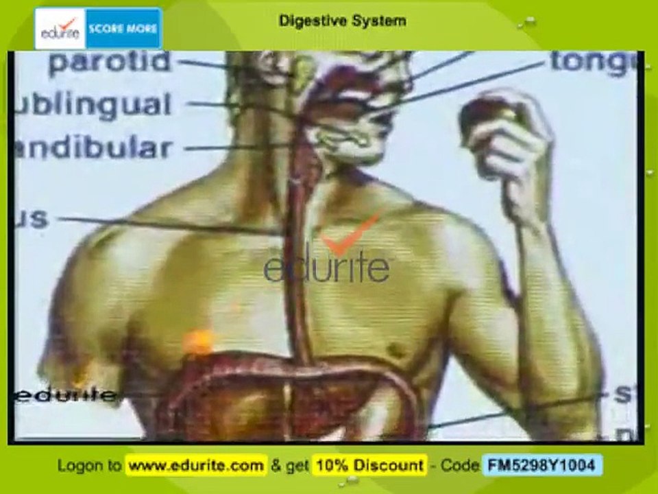 Human Digestive system By Dr Waqas Khan Jadoon