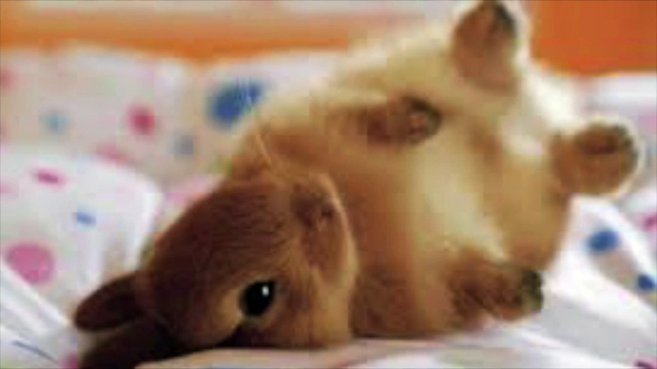 Cosmetic Animal Testing