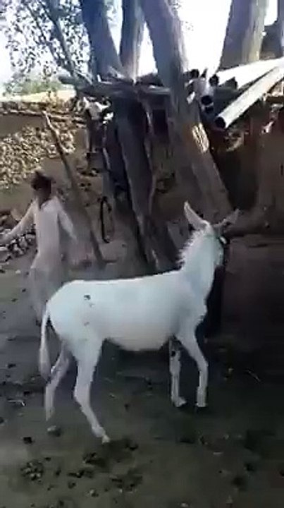 funny pahtan