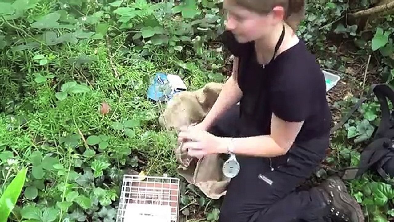 Live trapping squirrels