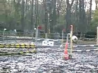 Camille et Cocon compétition CSO