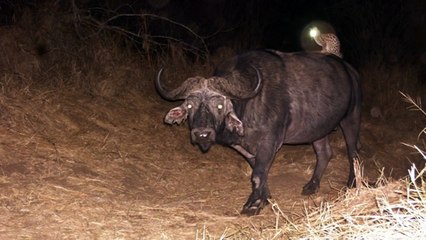 A genet rides a black rhino