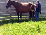 Nutmeg:  Halter training foals