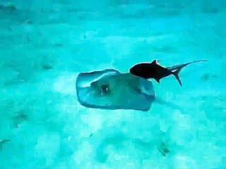 Southern Stingray at Grand Cayman Island