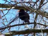 Feketerigó / Turdus merula / Čierny drozd / Common blackbird
