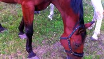 Beautiful horses - wunderschöne Pferde
