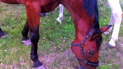 Beautiful horses - wunderschöne Pferde